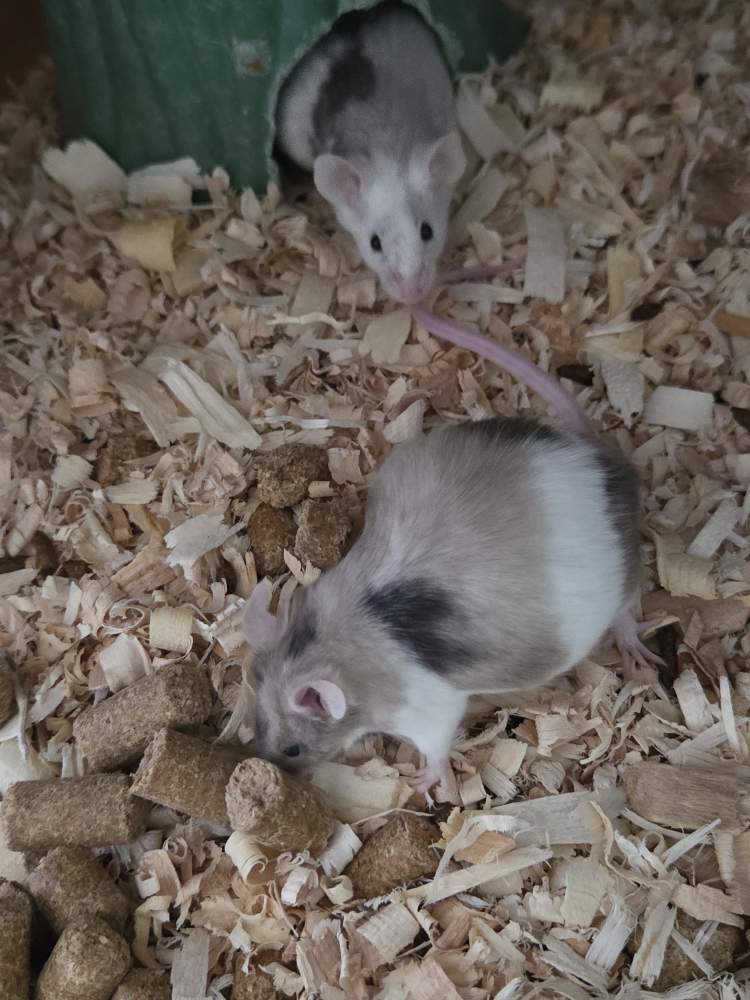 Fancy mouse Breeder Mus musculus 