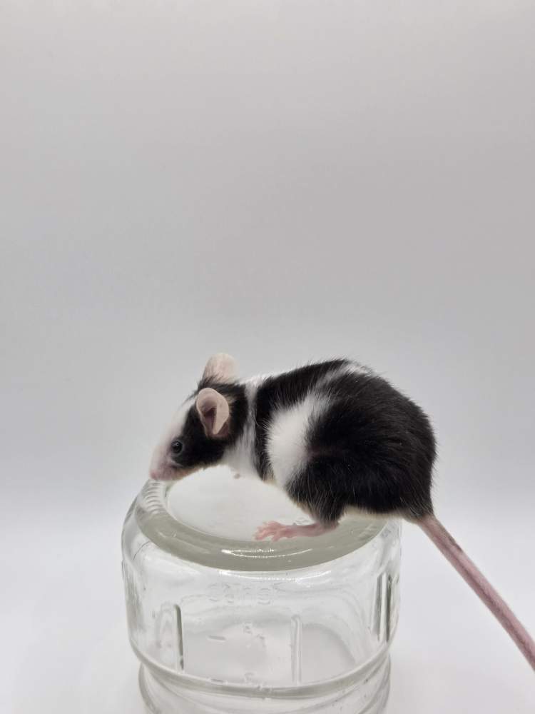 Fancy mouse Pet only Mus musculus 
