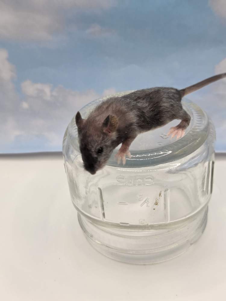 Fancy mouse Owned by other Mus musculus 