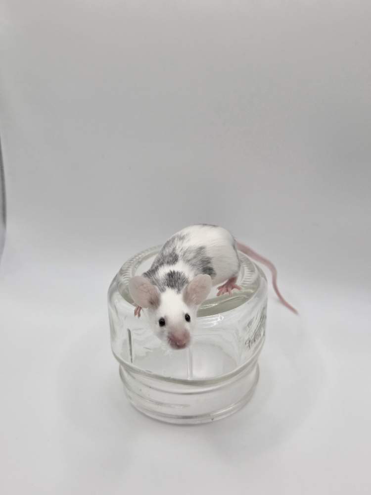 Fancy mouse Breeder Mus musculus 
