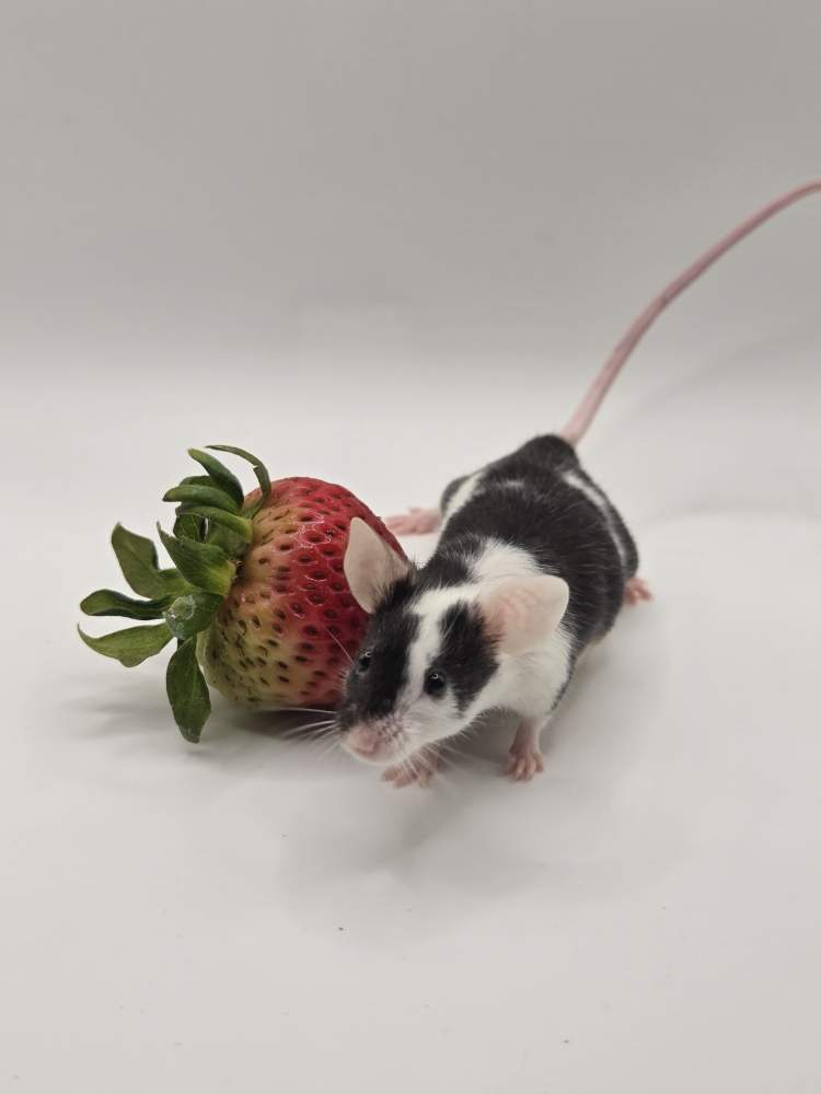 Fancy mouse Breeder Mus musculus 