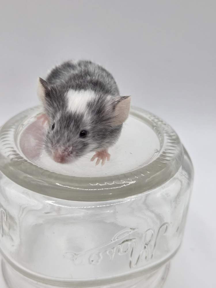 Fancy mouse Owned by other Mus musculus 