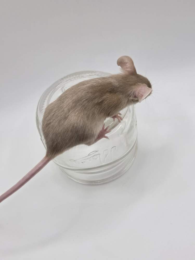 Fancy mouse Available for rehoming Mus musculus 