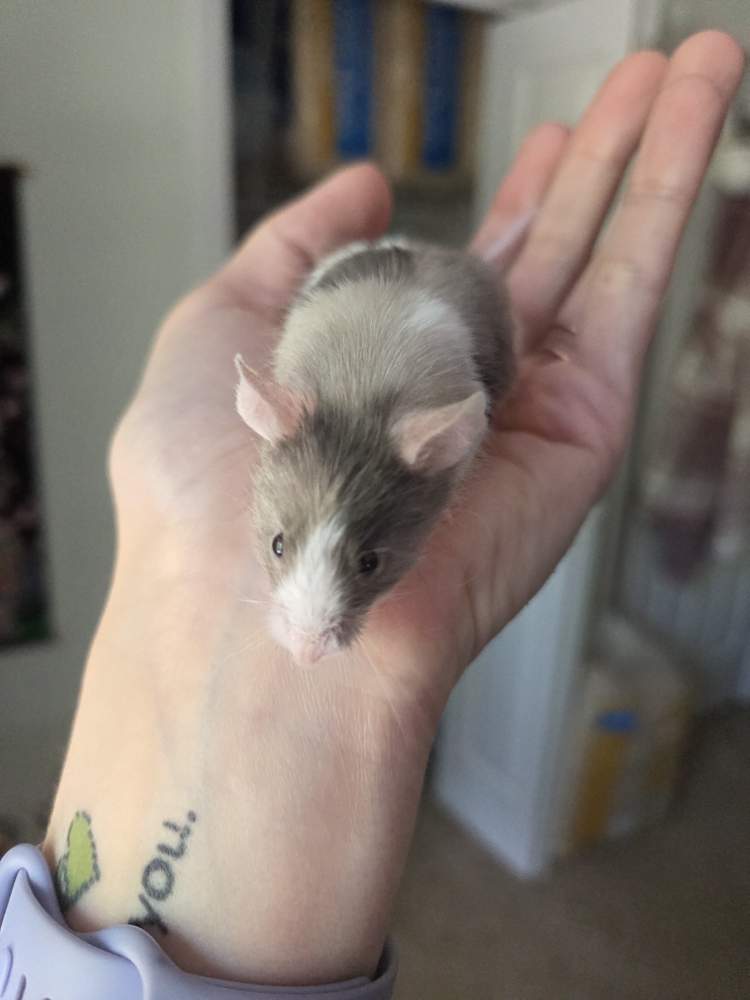 Fancy mouse Breeder Mus musculus 