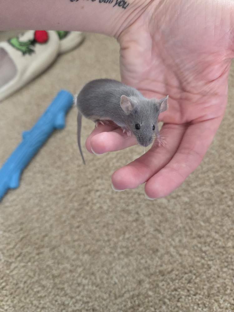 Fancy mouse Breeder Mus musculus 