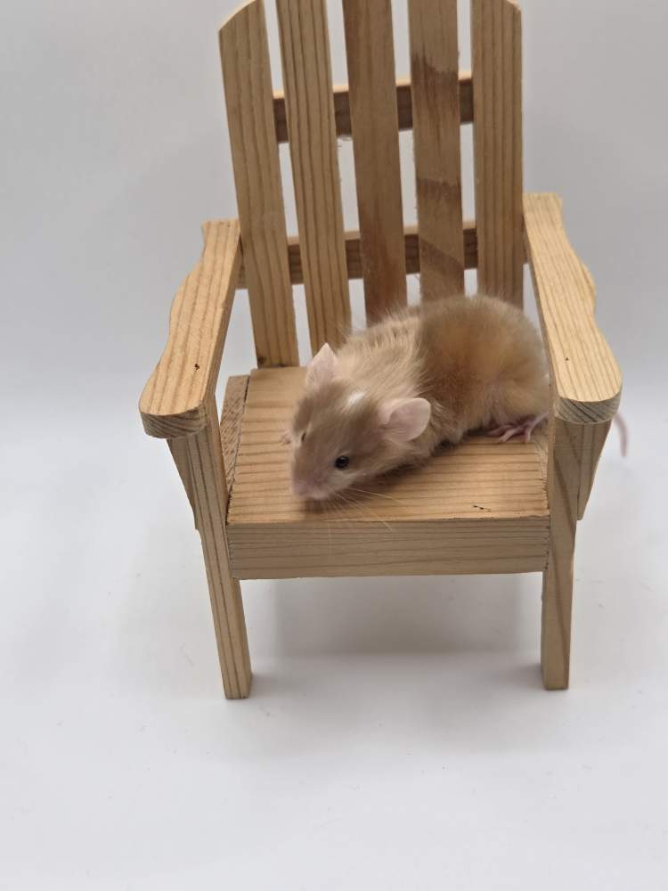 Fancy mouse Owned by other Mus musculus 