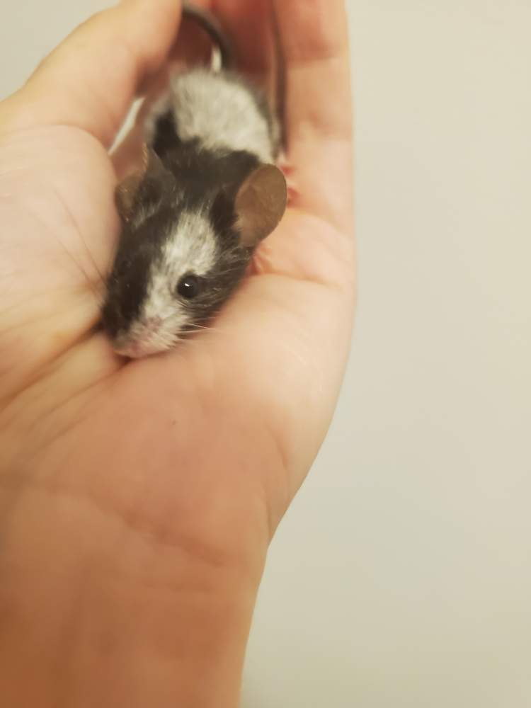 Fancy mouse Deceased Mus musculus 
