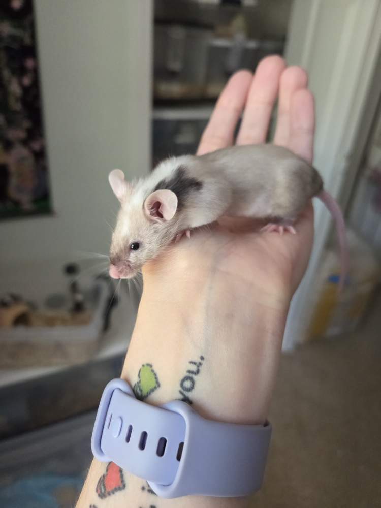 Fancy mouse Owned by other Mus musculus 