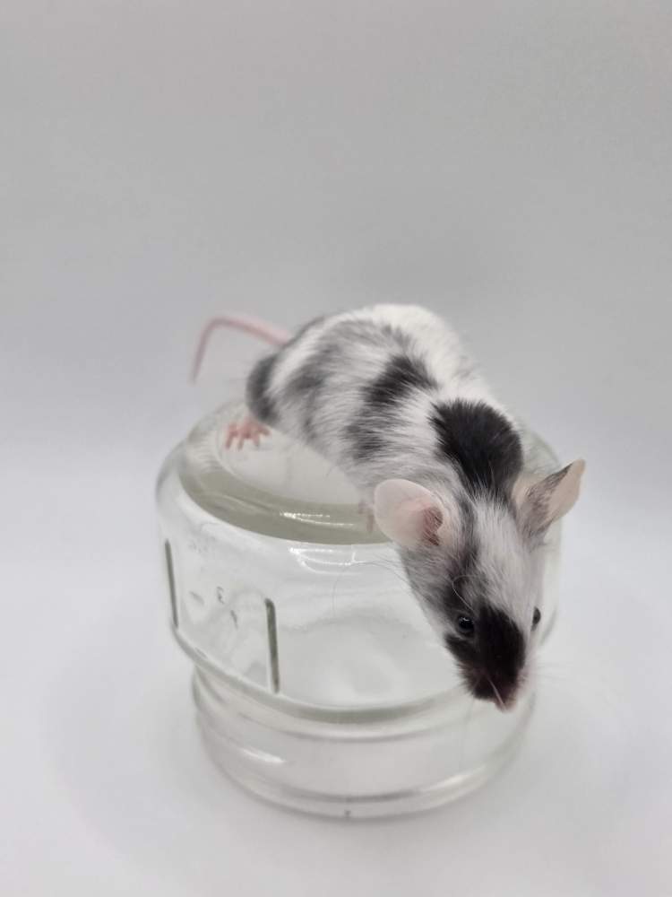 Fancy mouse Breeder Mus musculus 