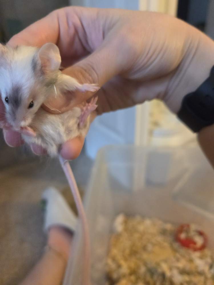 Fancy mouse Breeder Mus musculus 