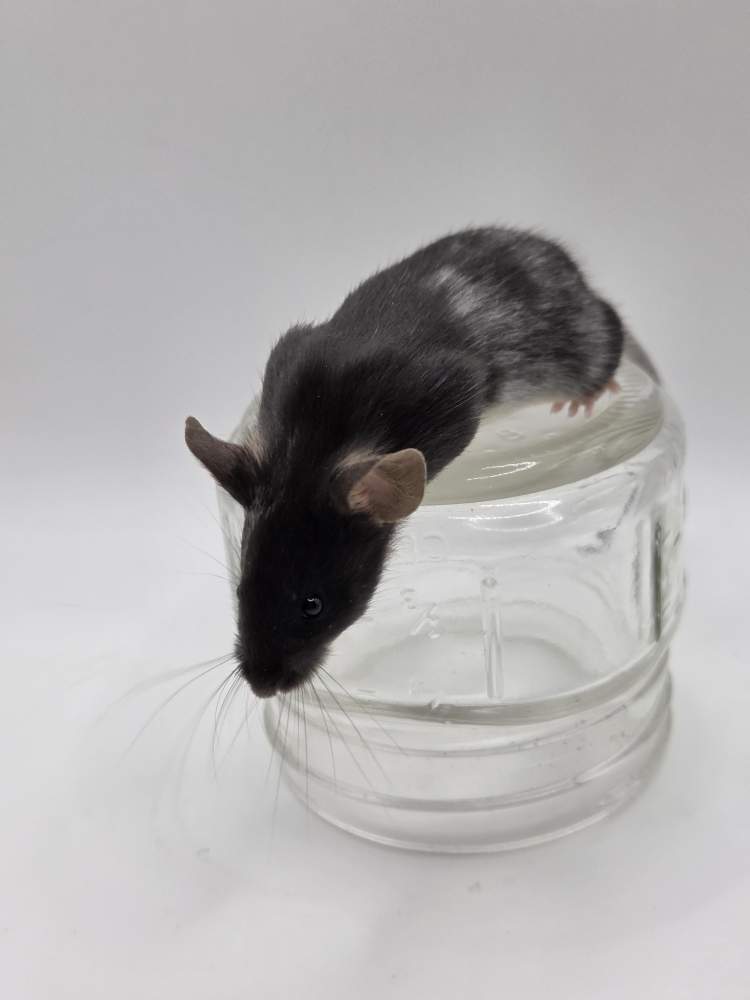 Fancy mouse Breeder Mus musculus 