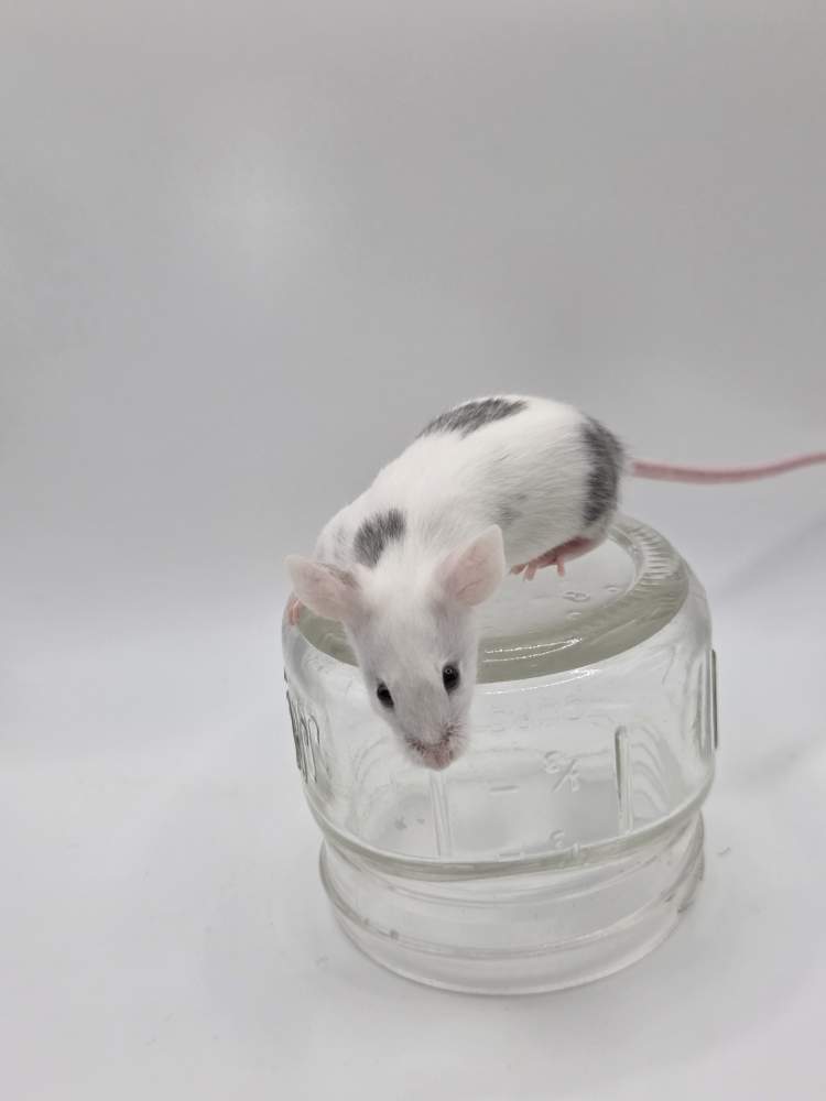 Fancy mouse Pet only Mus musculus 