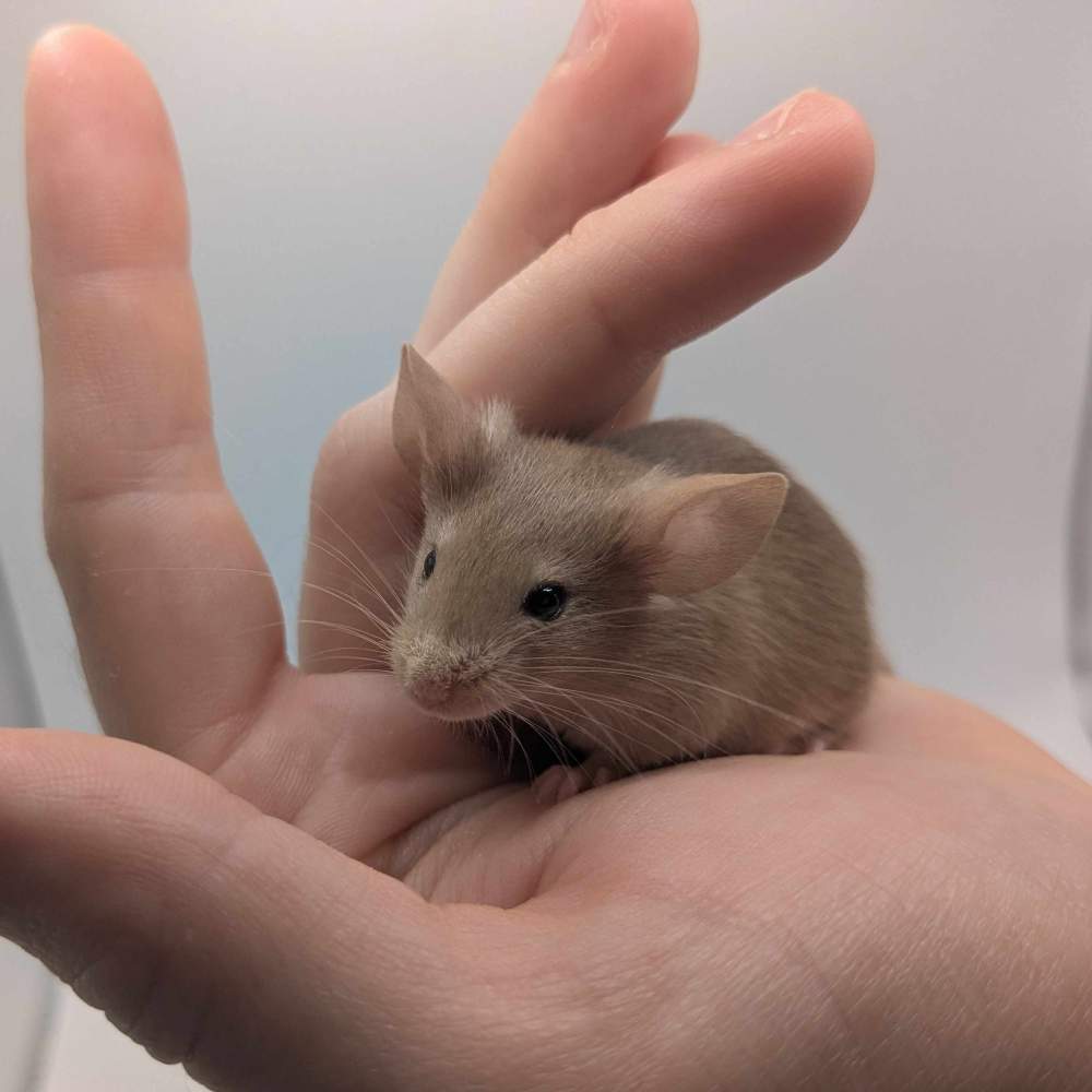 Fancy mouse Available for rehoming Mus musculus 