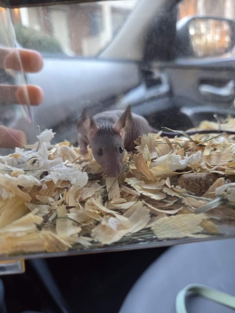 Fancy mouse Breeder Mus musculus 