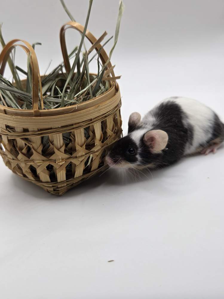 Fancy mouse Breeder Mus musculus 