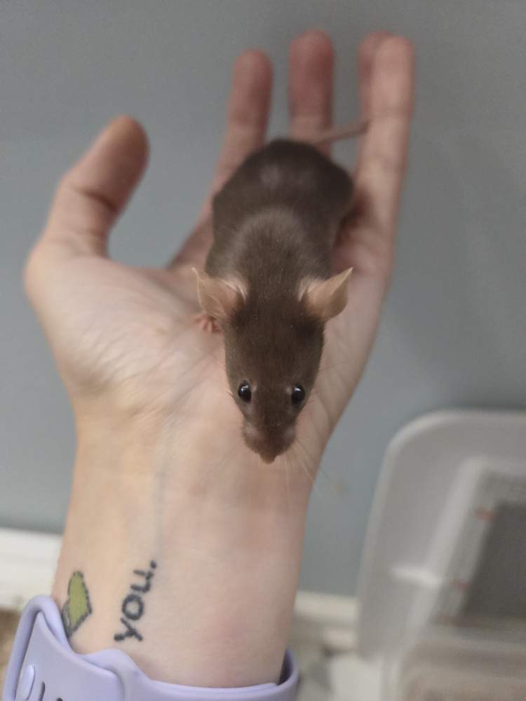 Fancy mouse Breeder Mus musculus 
