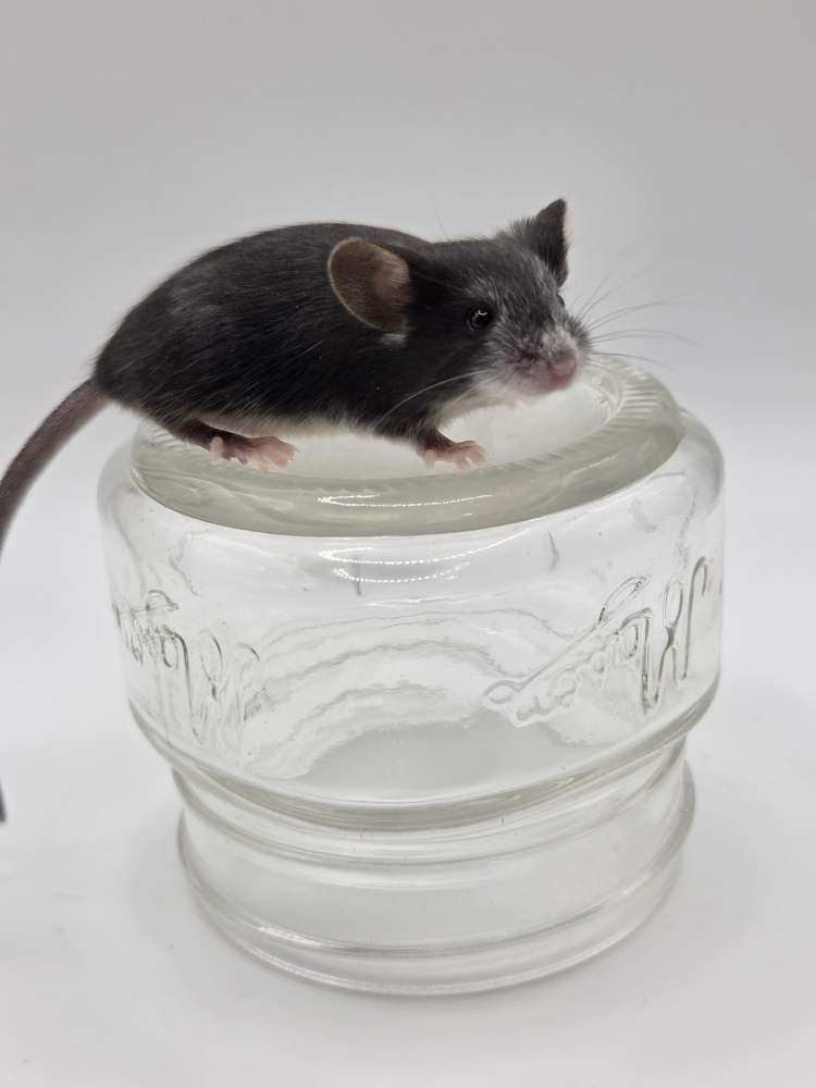 Fancy mouse Owned by other Mus musculus 
