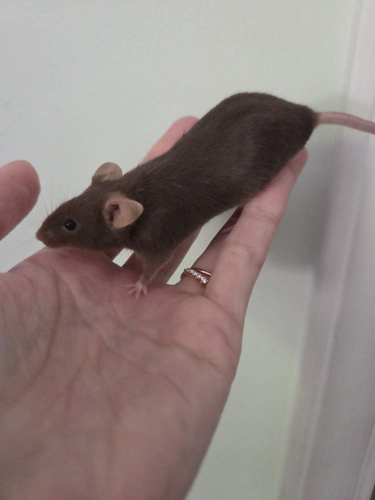 Fancy mouse Breeder Mus musculus 