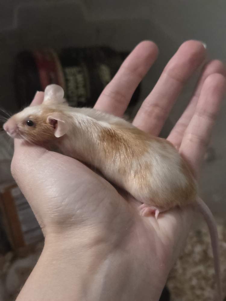 Fancy mouse Breeder Mus musculus 