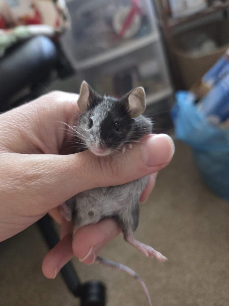 Fancy mouse Breeder Mus musculus 