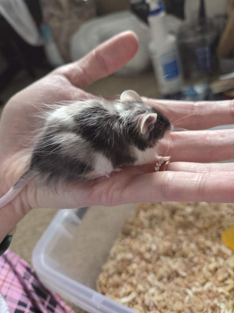 Fancy mouse Breeder Mus musculus 