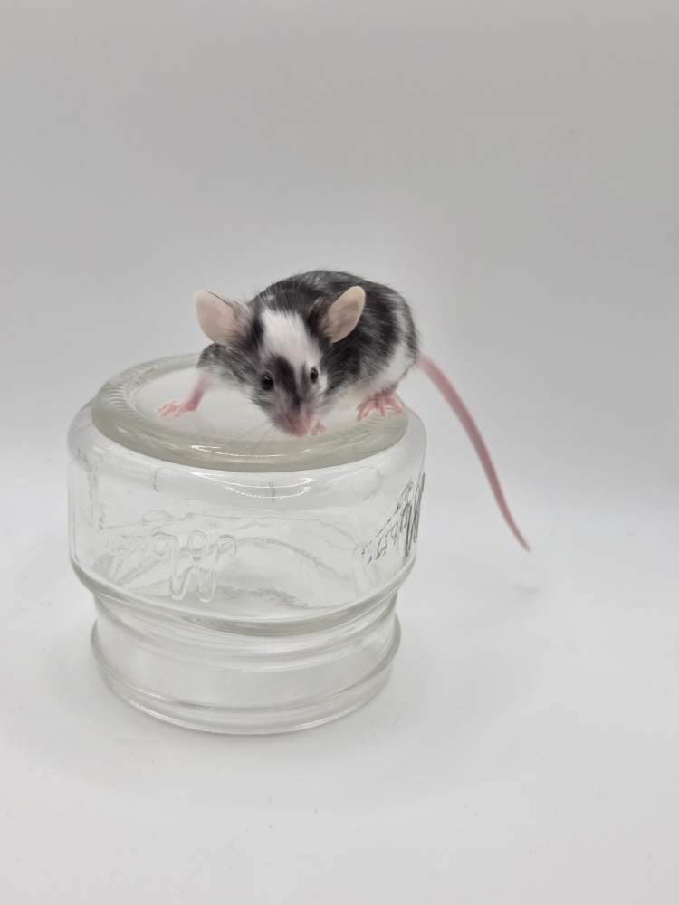 Fancy mouse Pet only Mus musculus 