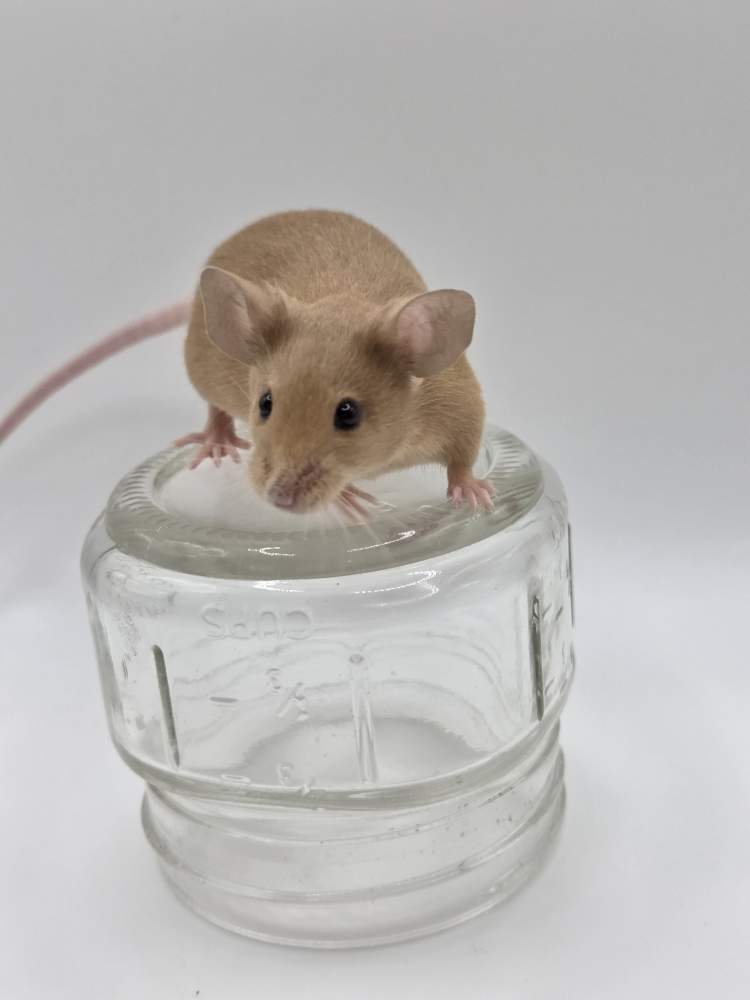 Fancy mouse Breeder Mus musculus 