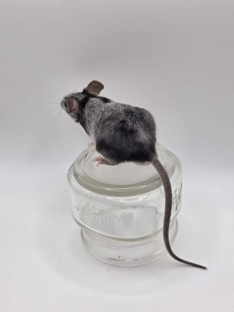 Fancy mouse Breeder Mus musculus 
