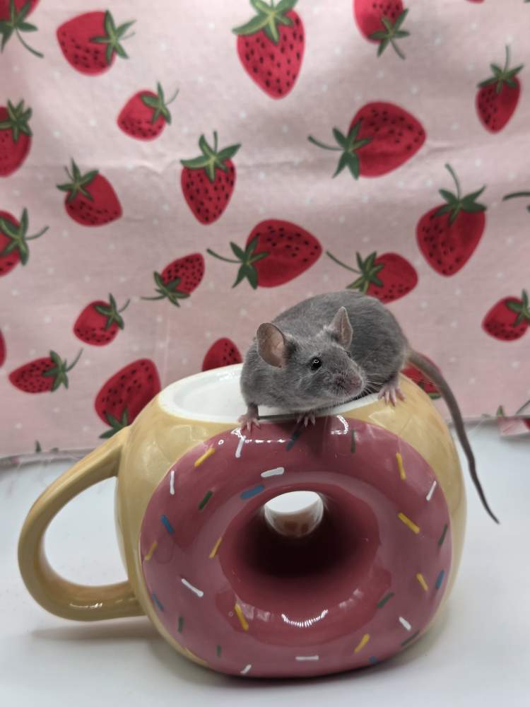 Fancy mouse Deceased Mus musculus 