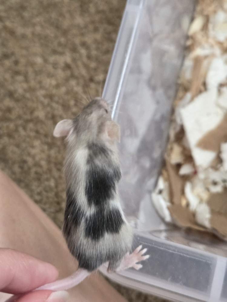 Fancy mouse Breeder Mus musculus 