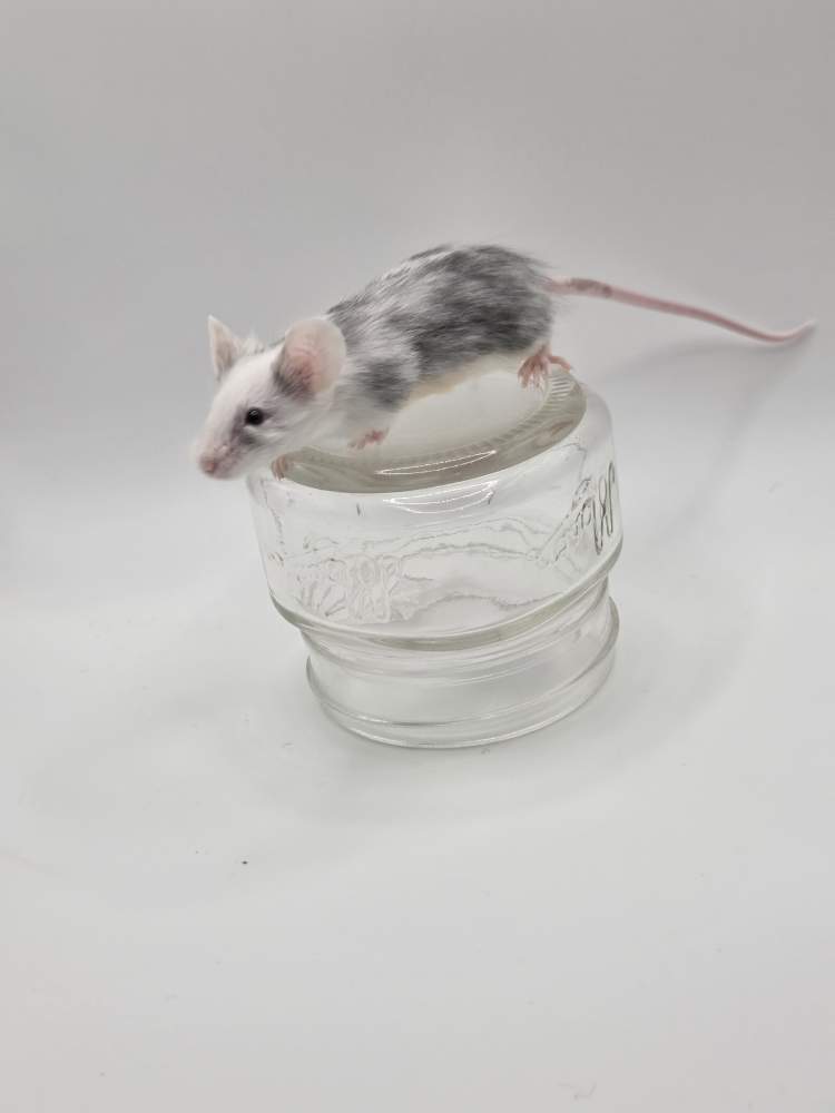 Fancy mouse Breeder Mus musculus 