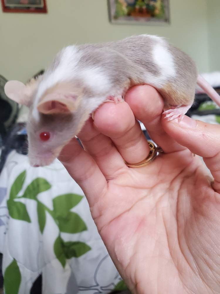 Fancy mouse Owned by other Mus musculus 
