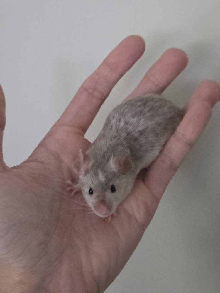 Fancy mouse Breeder Mus musculus 
