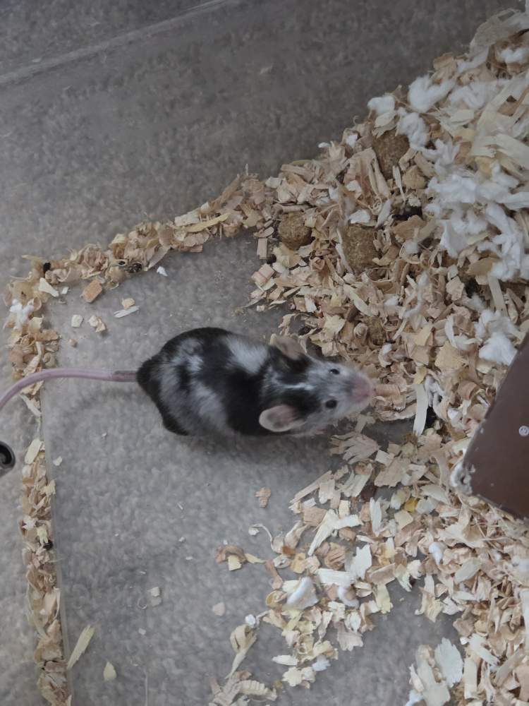 Fancy mouse Breeder Mus musculus 