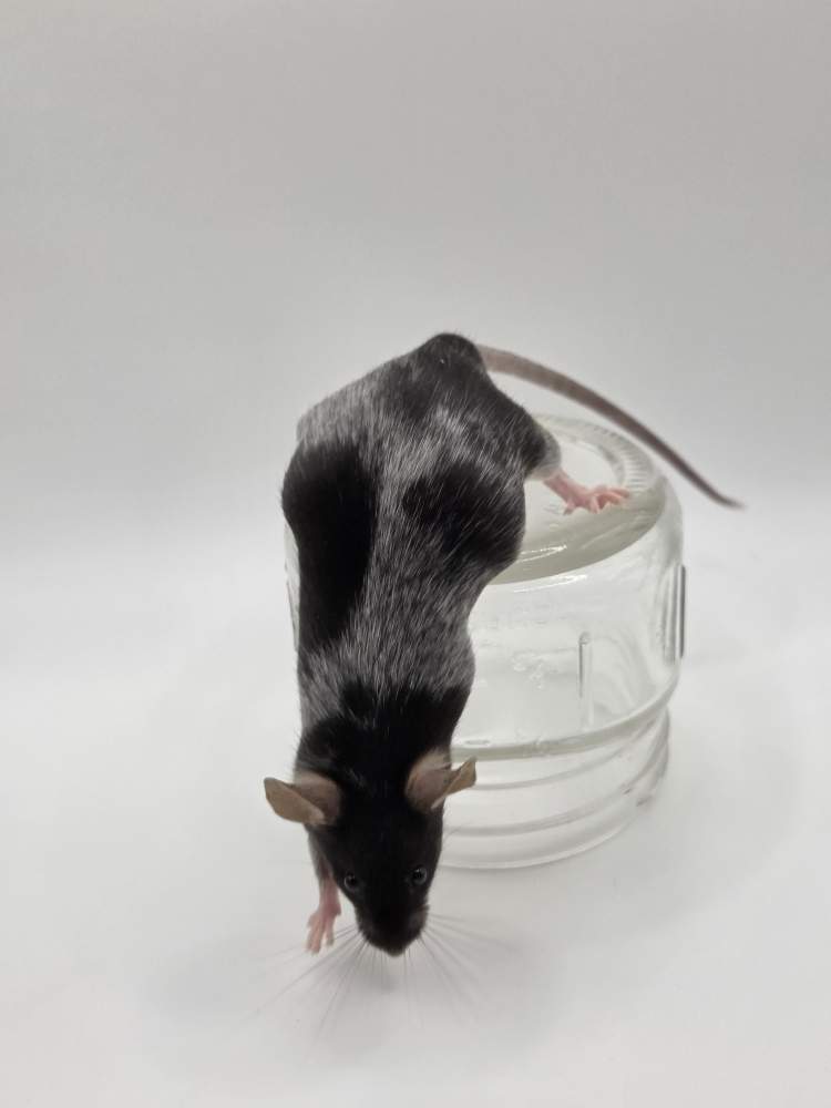 Fancy mouse Breeder Mus musculus 