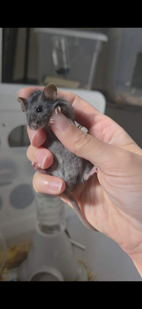 Fancy mouse Breeder Mus musculus 