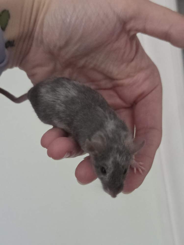Fancy mouse Breeder Mus musculus 