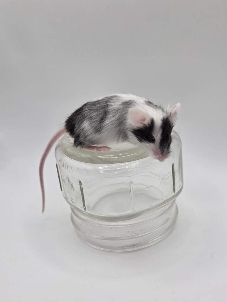 Fancy mouse Breeder Mus musculus 
