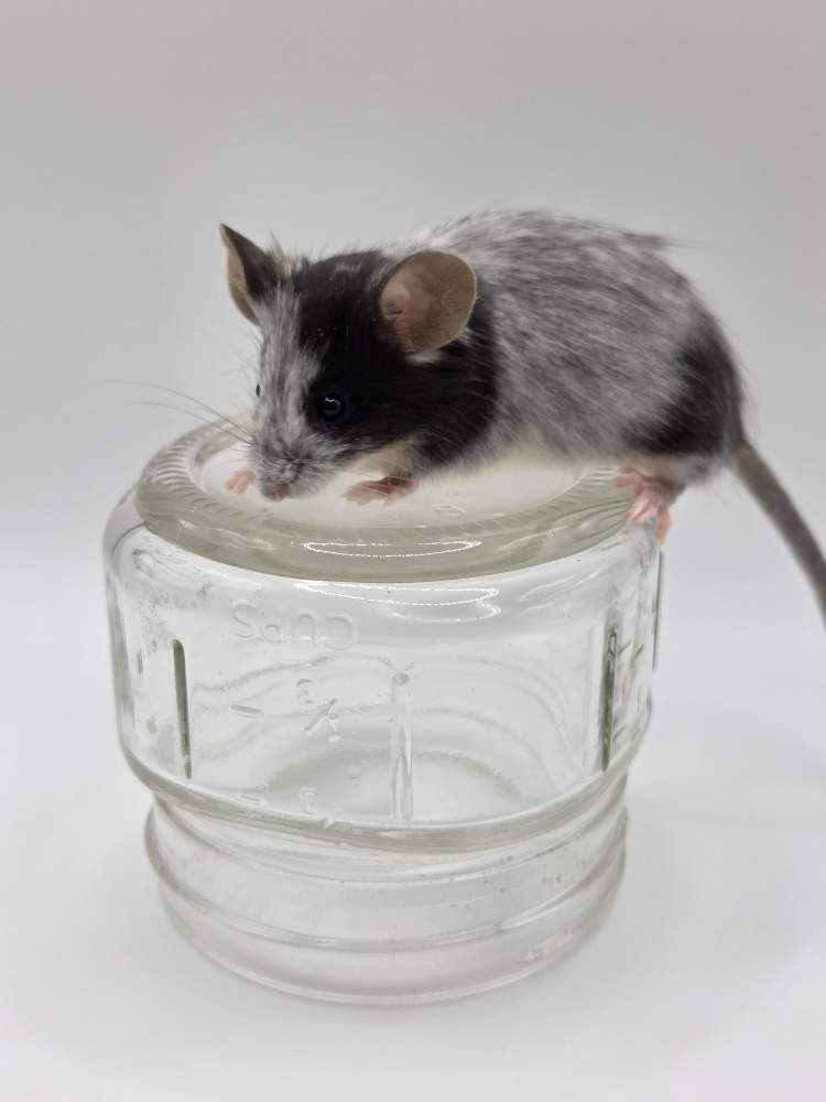 Fancy mouse Breeder Mus musculus 