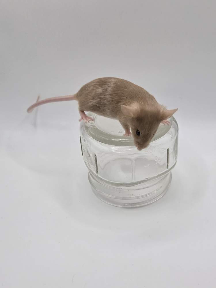 Fancy mouse Available for rehoming Mus musculus 