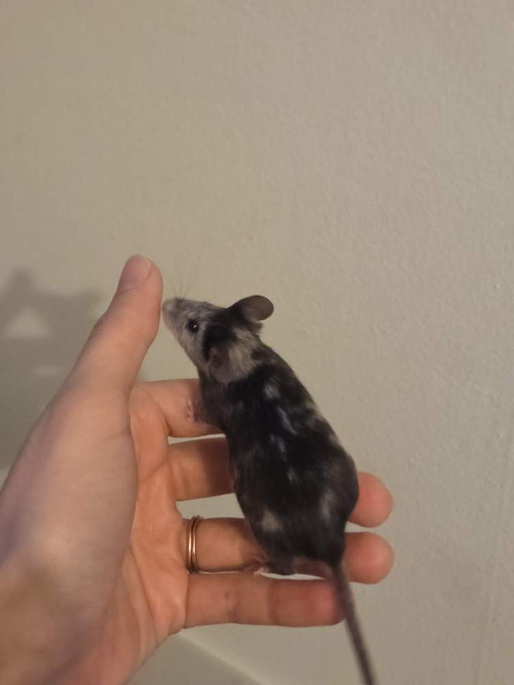 Fancy mouse Breeder Mus musculus 