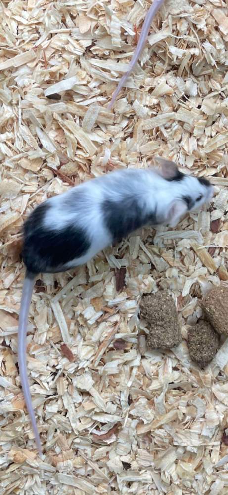 Fancy mouse Owned by other Mus musculus 