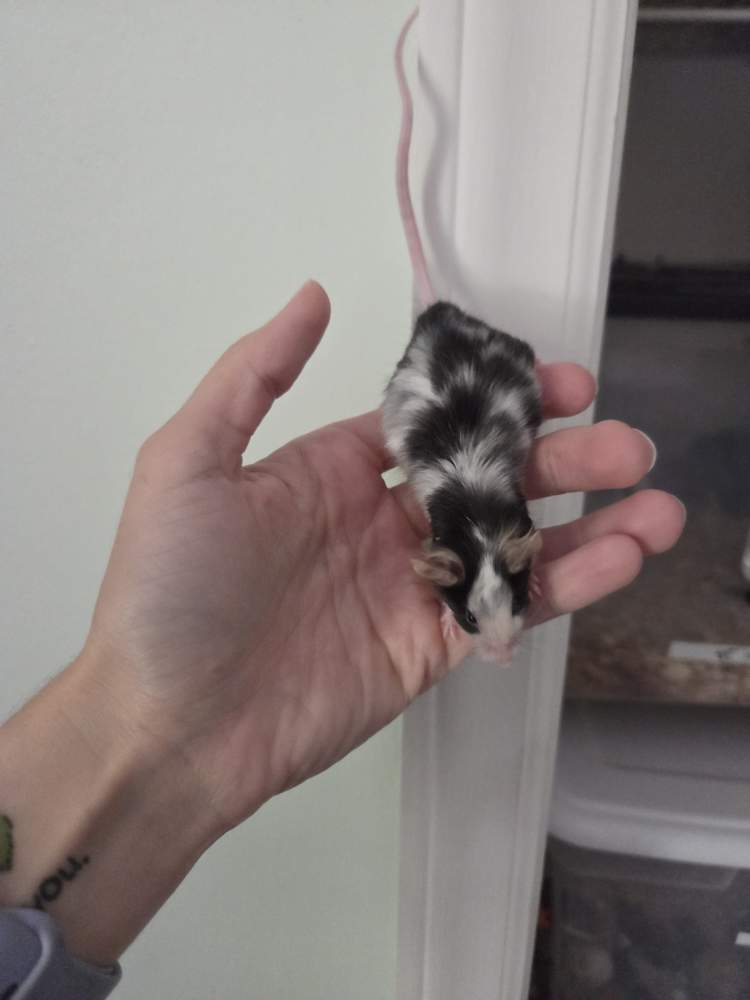 Fancy mouse Breeder Mus musculus 