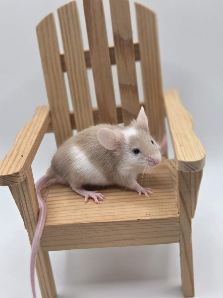Fancy mouse Available for rehoming Mus musculus 