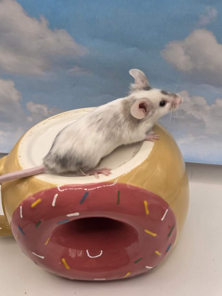 Fancy mouse Breeder Mus musculus 