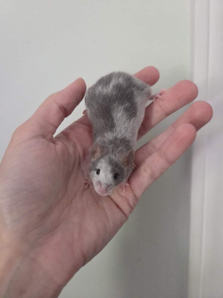 Fancy mouse Breeder Mus musculus 