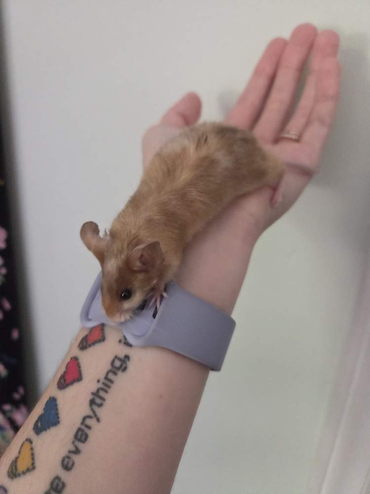 Fancy mouse Breeder Mus musculus 