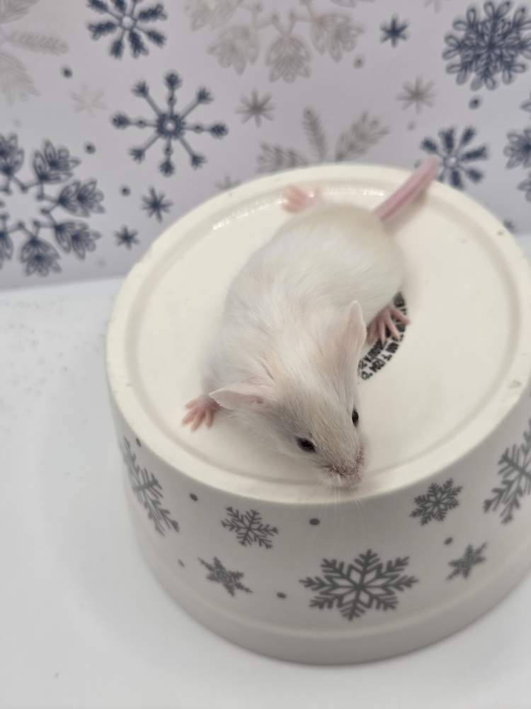 Fancy mouse Breeder Mus musculus 