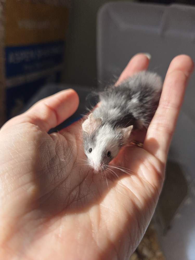 Fancy mouse Pet only Mus musculus 
