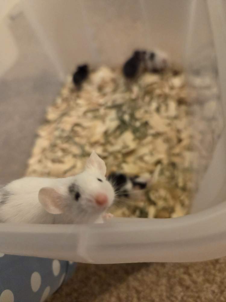Fancy mouse Owned by other Mus musculus 